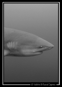 The perfect head of the Zambezi shark. by Raoul Caprez 